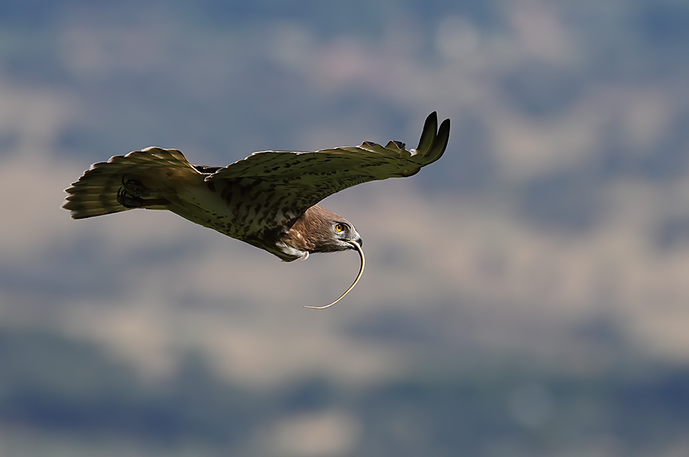 Transportando la presa